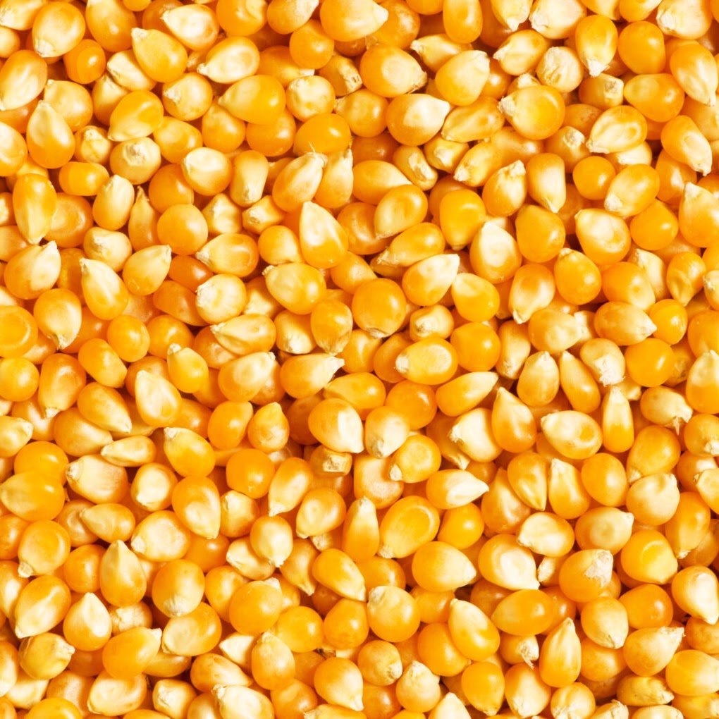 Yellow corn